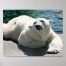 Arctic Polar Bear Poster Print