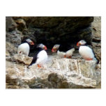Arctic Puffins in Svalbard Post Card
