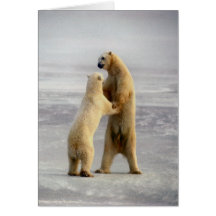 Arctic Waltz Greeting Cards