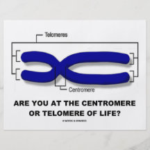 Are You At The Centromere Or Telomere Of Life? Flyer