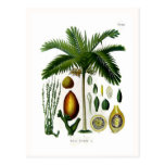 Areca catechu (betel nut palm) postcard