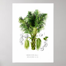 Arenga sacchifera print