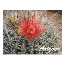 Arizona Barrel Cactus Blossom Post Cards