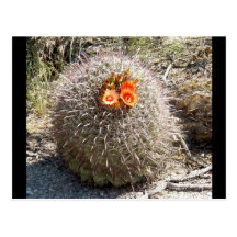 ARIZONA barrel cactus Postcards
