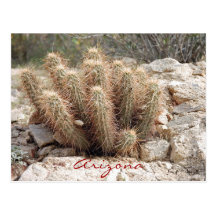 Arizona Postcard