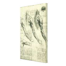 Arm and Shoulder Muscles Anatomy Leonardo da Vinci Gallery Wrapped Canvas