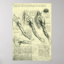 Arm and Shoulder Muscles Anatomy Leonardo da Vinci Print