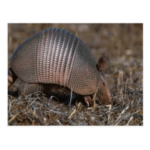 Armadillo Postcard