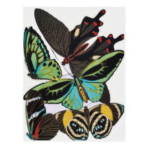 art deco butterflies postcards