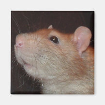Arthur rat magnet