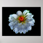 Artistic dahlia and meaning posters