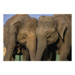 Asia, India, Nargahole National Park. Indian Art Photo