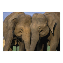 Asia, India, Nargahole National Park. Indian Art Photo