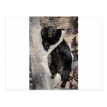 Asian Black Bear Post Cards