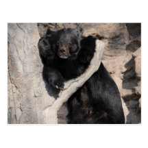 Asian Black Bear Postcard