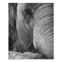 Asian Elephant Face Photo