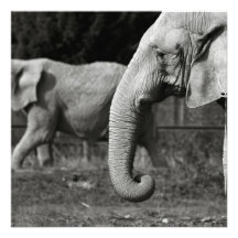 Asian Elephant Poster Invite