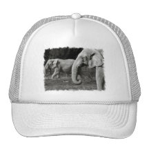 Asian Elephants Baseball Hat
