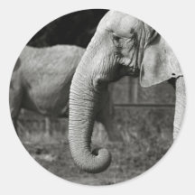 Asian Elephants Stickers