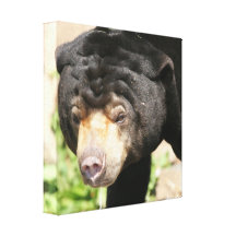 Asiatic Bear Canvas Print