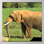 Asiatic Elephant  Poster Print