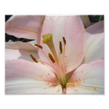 Asiatic Lily