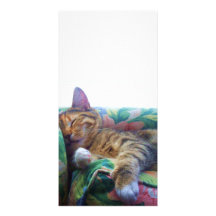 Asleep in the Sun Photo Cards