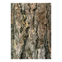 Aspen bark personalised announcement