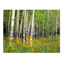 Aspen Grove in New Mexico Post Card