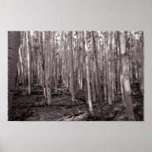 Aspen Grove Poster