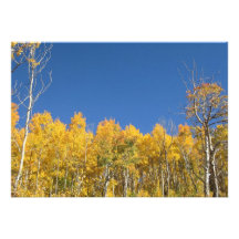 Aspen Trees, Colorado Personalized Invitation