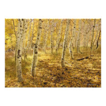 Aspen Trees in the Fall Personalised Invite