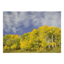 Aspens in Fall Personalized Invites