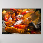 assorted fish poster