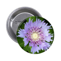 Aster Blue Daisy Pinback Button