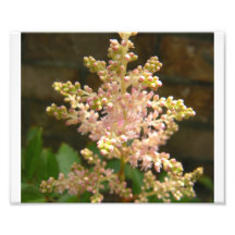 Astilbe