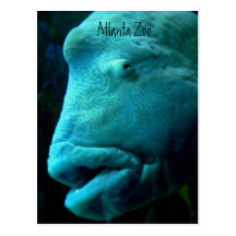 Atlanta Zoo Postcard
