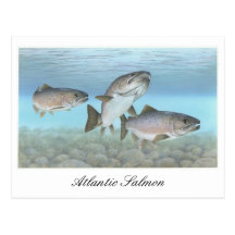 Atlantic Salmon Painting Postcard