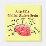 Atlas of Medical Student Brain Refrigerator Magnet