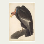 Audubon California Vulture (2609A) posters
