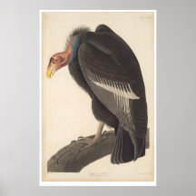 Audubon California Vulture (2609A) Print