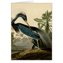 Audubon Louisiana Heron Greeting Card