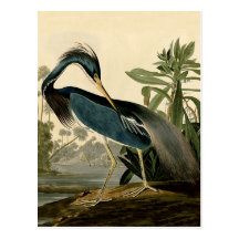 Audubon Louisiana Heron Post Card