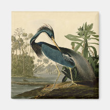 Audubon Louisiana Heron Refrigerator Magnets
