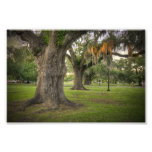 Audubon Park Live Oaks Photographic Print