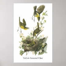 Audubon Yellow-breasted Chat Poster