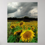 August rain,Sunflowers, Print