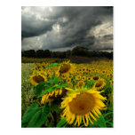 August storm , postcard