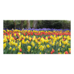 Aussie Tulip Festival Photo Cards