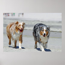 Aussies - 1st Day of Summer Beach Stroll Print